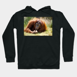 orangutan in the grass Hoodie